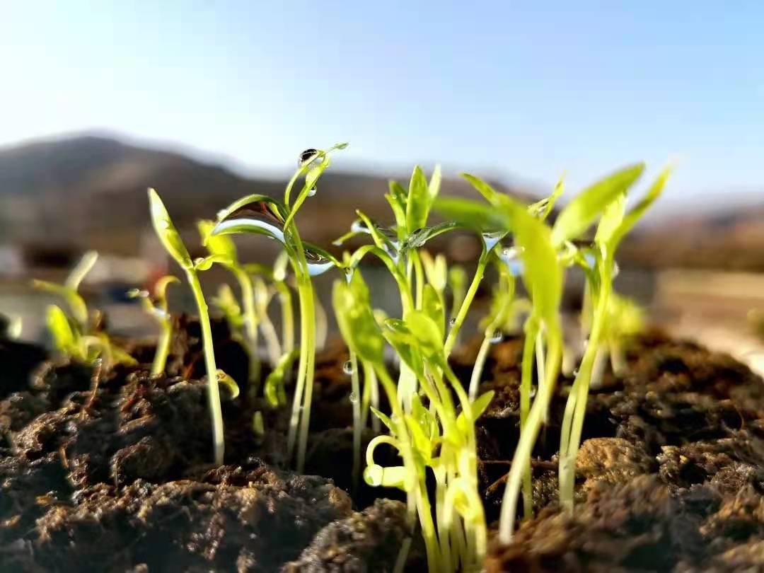 ����--����᪻�ѧ����--�����ʳƪ