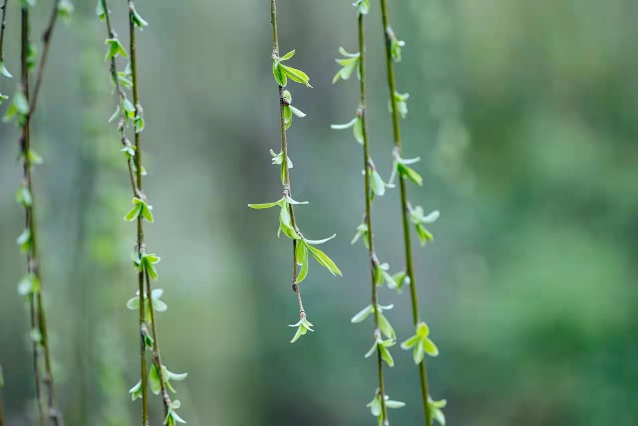 ����--����᪻�ѧ����--��־�˶�ƪ